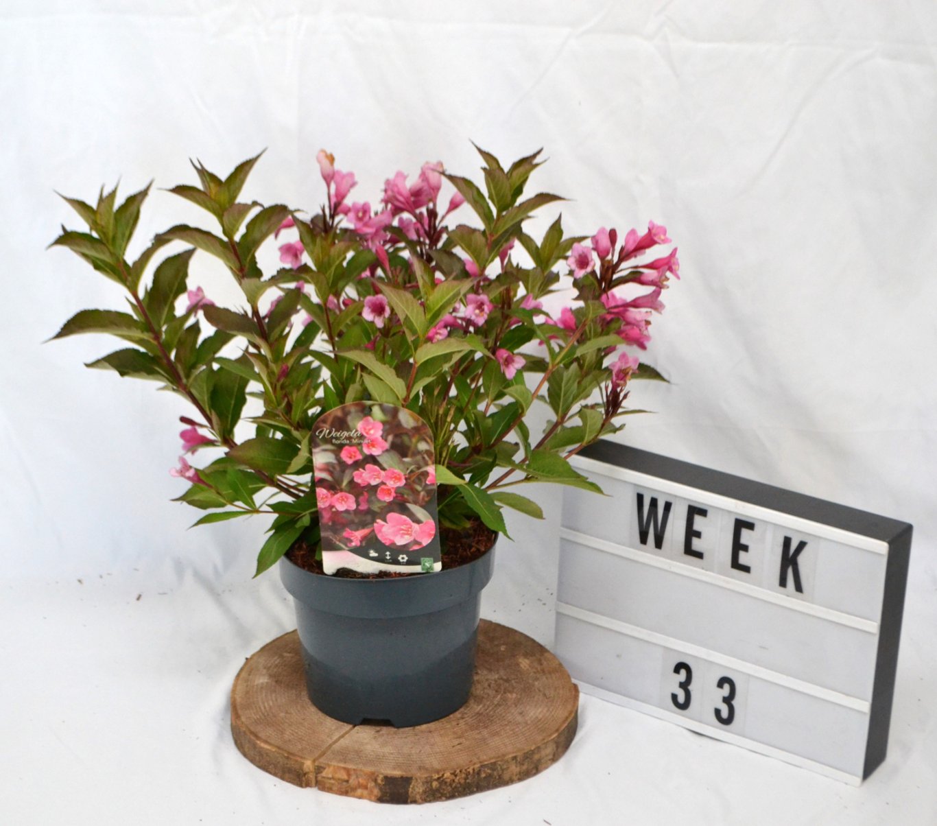 Weigela 'Minuet' - C3 20-40 CM